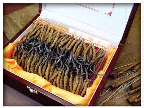 上林冬虫夏草回收